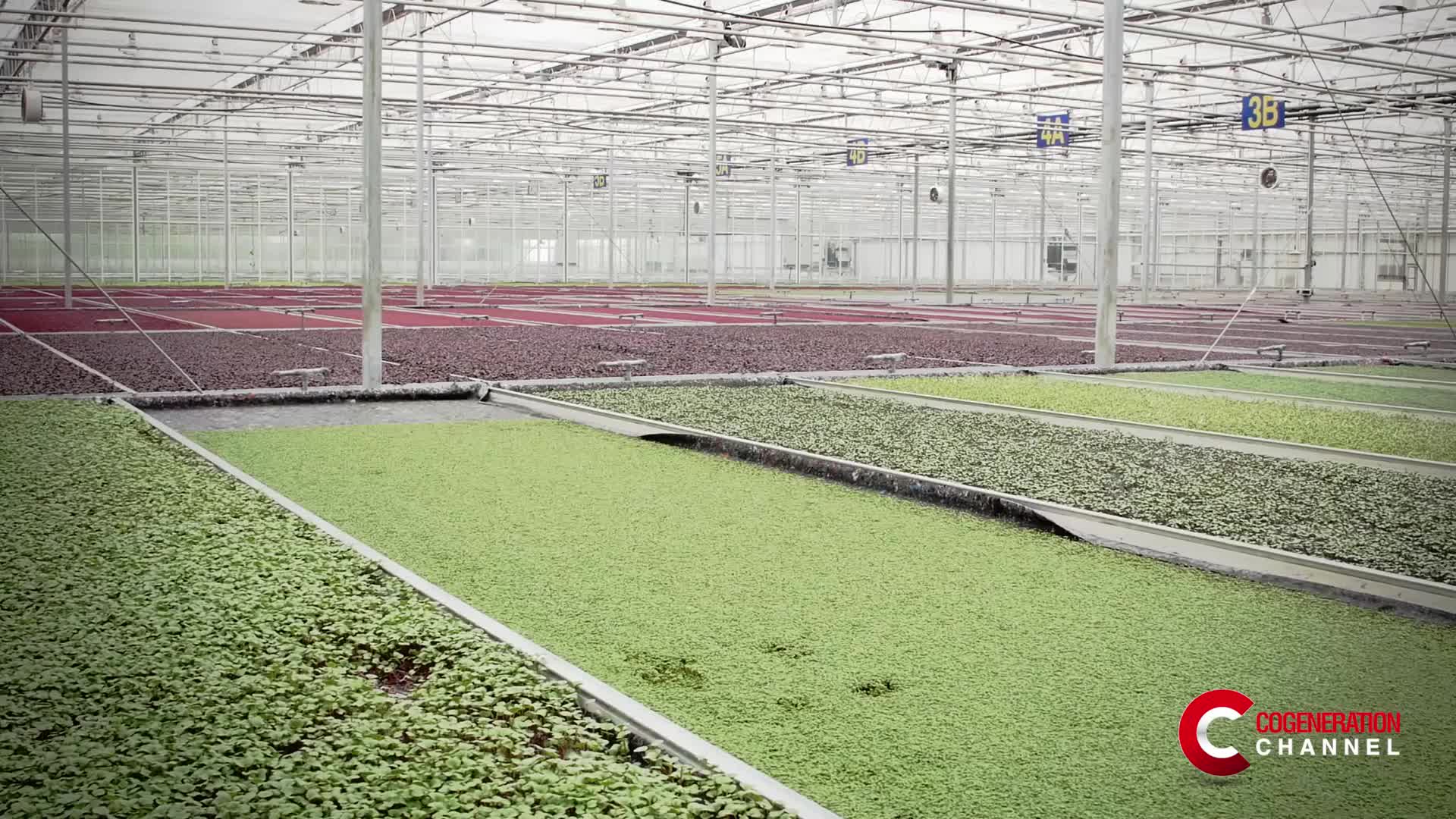 UK: impianto di 1,5 MW riscalda serra di fiori edibili in maniera sostenibile