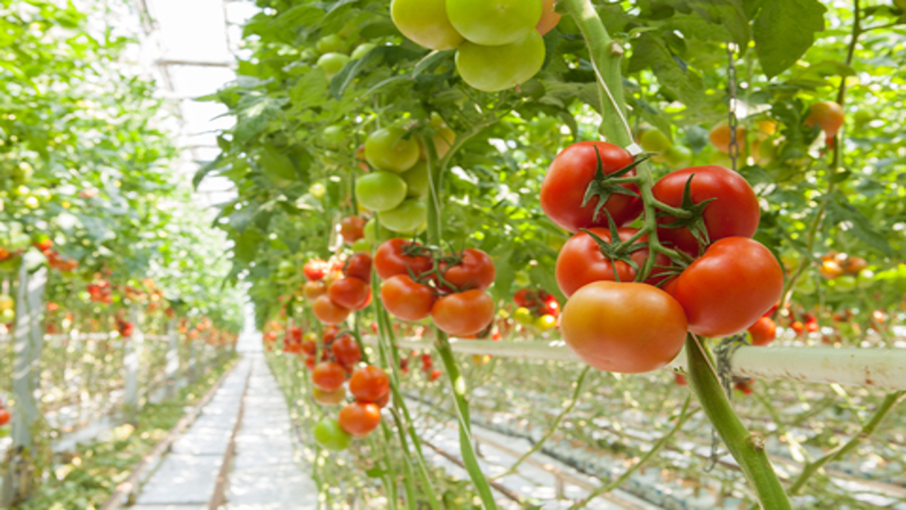 Intergrow Greenhouses: la serra statunitense che ha scelto la cogenerazione in isola per efficientare la coltivazione di pomodori
